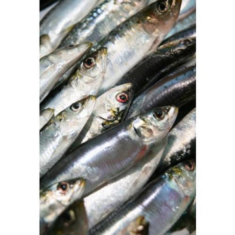 Wild Caught Whole Sardines     (IN STORE)